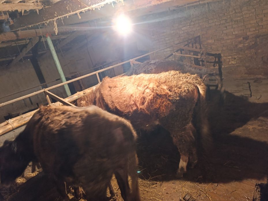 Три телки цена за общий