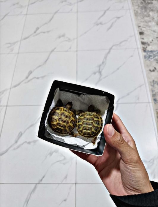 Toshbaqa sotiladi! (Продается черепашки!)