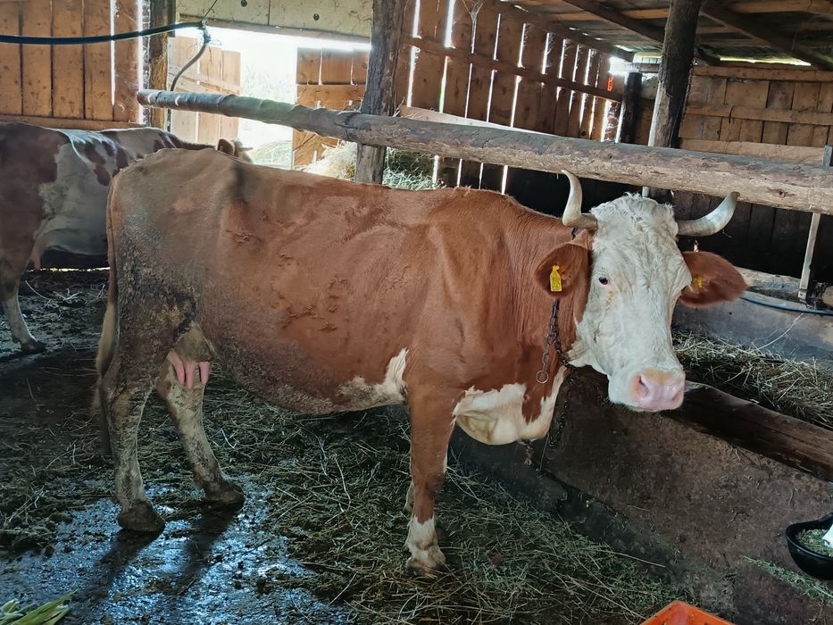 De Vinzare vaca bună de ținut cu lapte 15 la zi