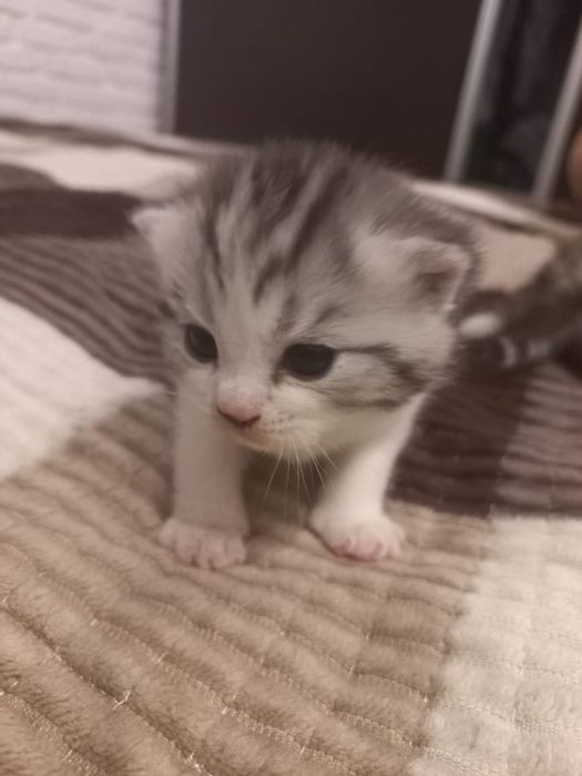 Породистые  котята  Британцы