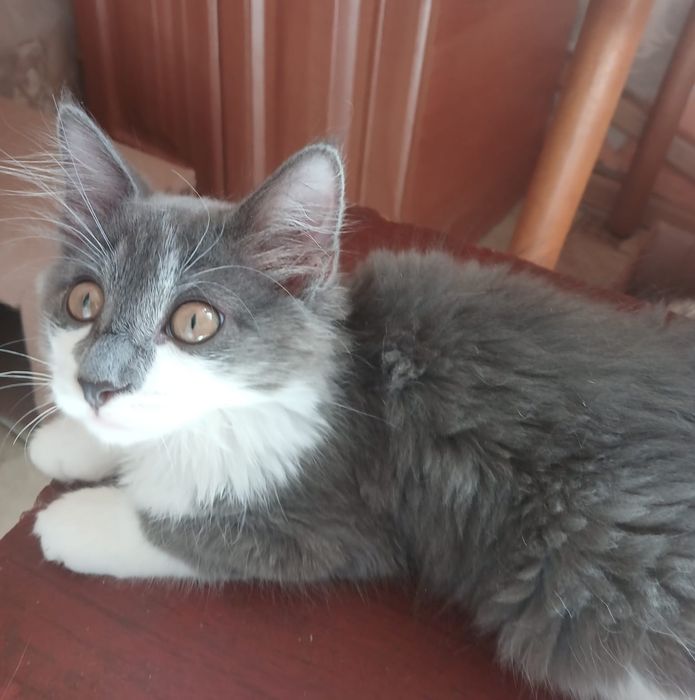 Котенок мальчик.  !