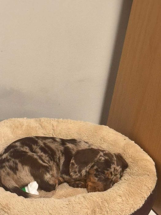 Продавам Мъжки Мраморен Дакел