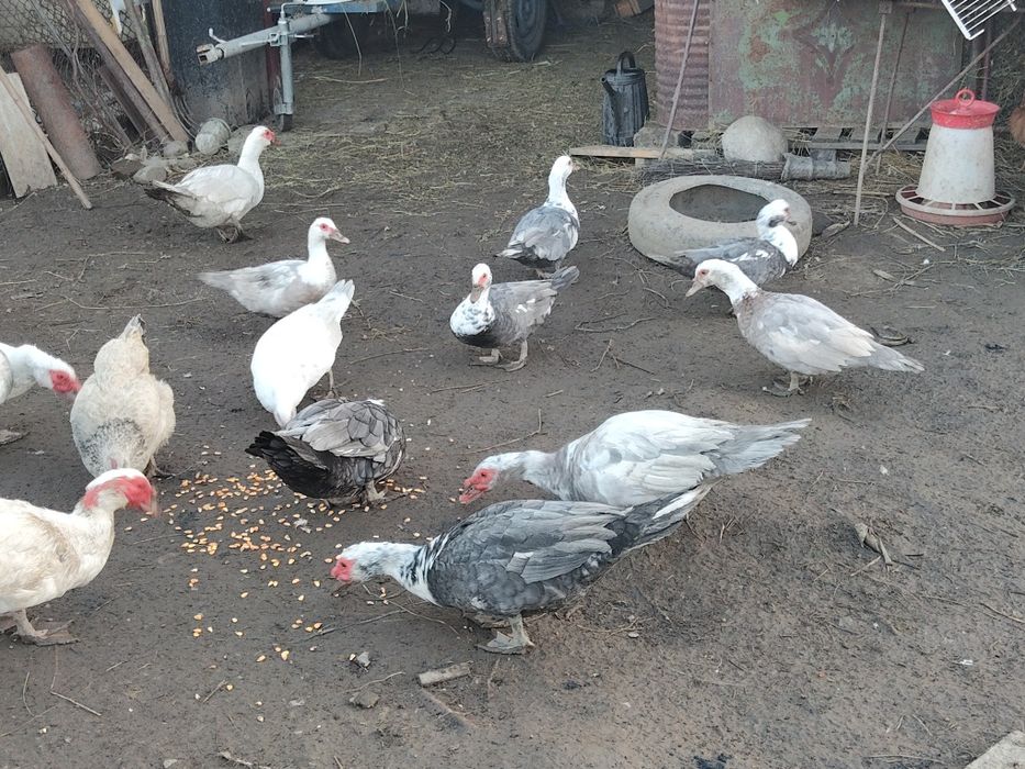 Vând rată.   mută