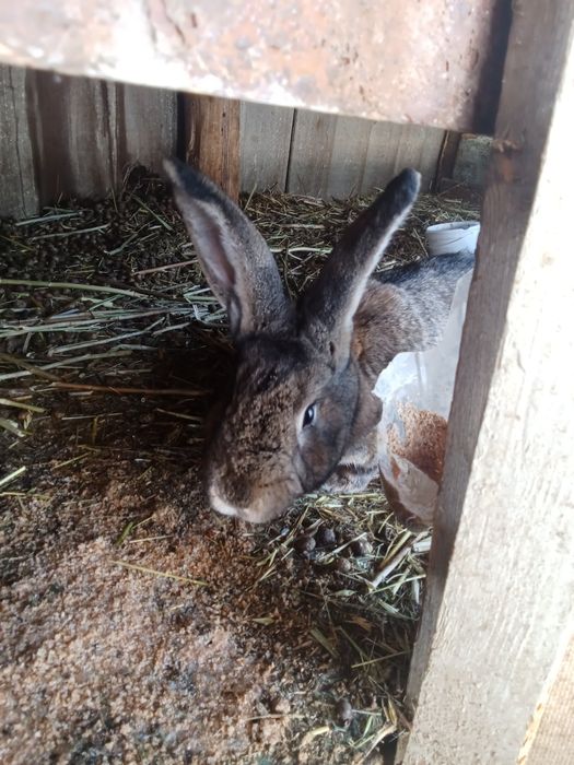 Ұрғашы қоян сатылады