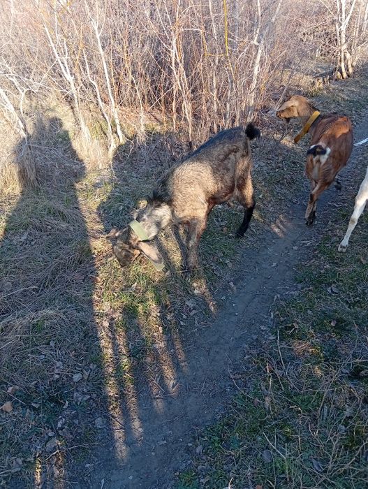 Продам козла !!!