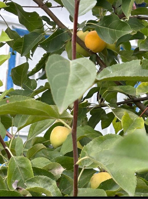 Сдаем  дачу в аренду