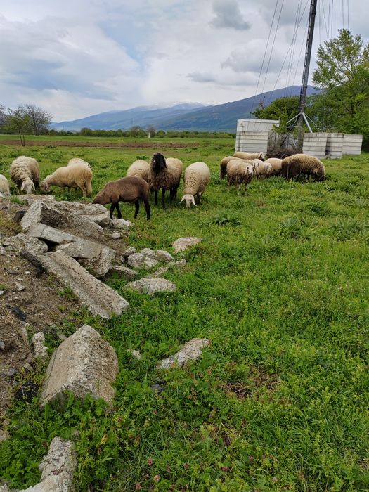 Продавам овце, агнета, шилета