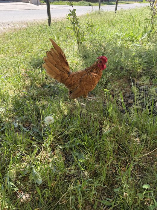 Сибраит золота  петух