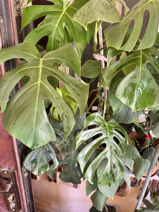 Монстера домашняя