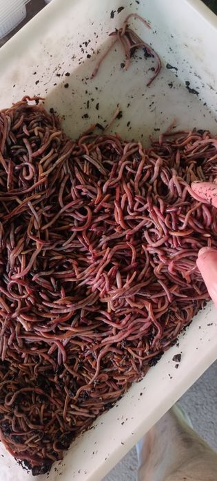 Черви Дендрабена