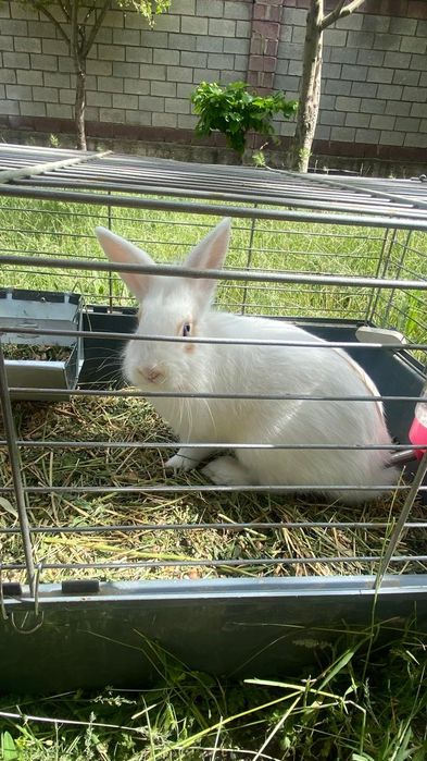 Декоративный кролик