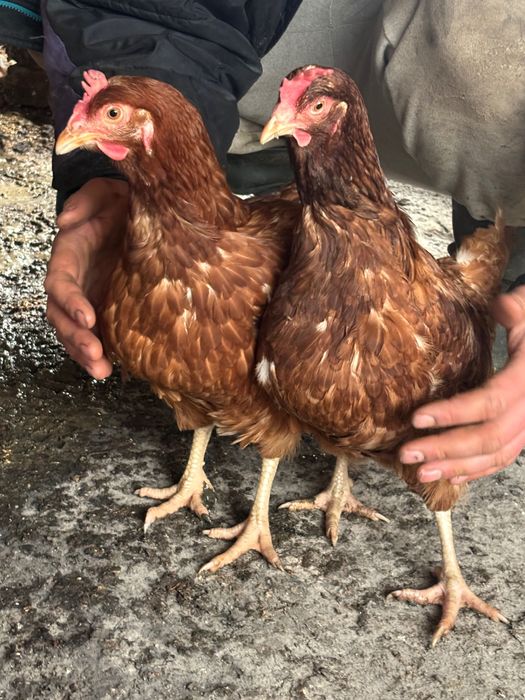 Продавам кокошки носачки