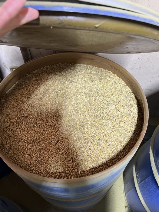 Продаю баран на откорме