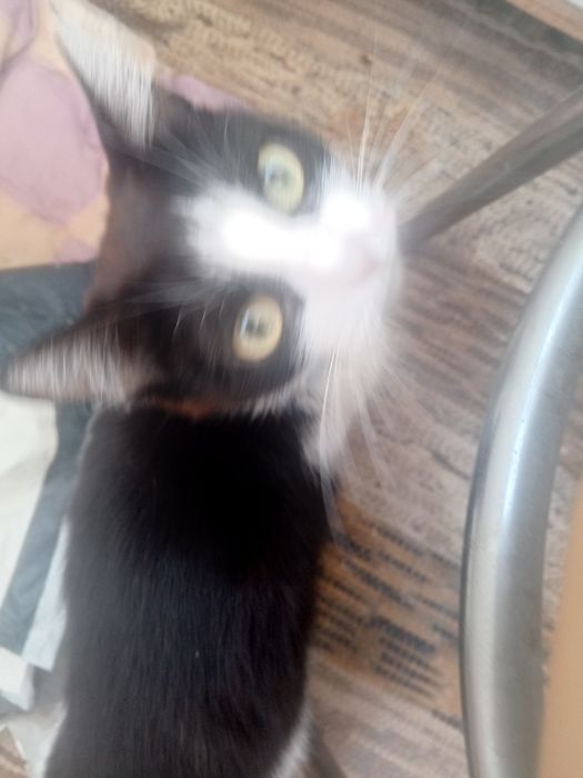 Отдам котенка девочку