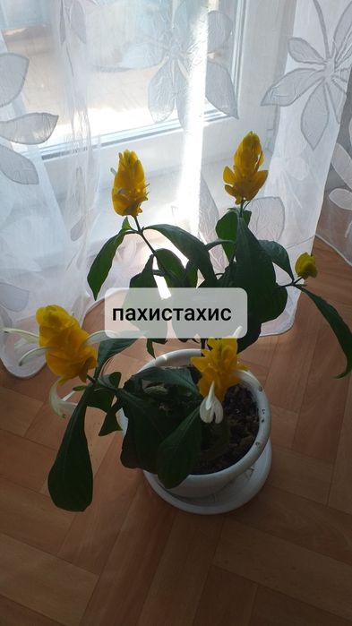 Продам разные комнатные цветы