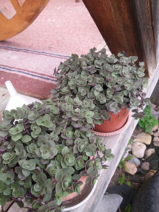 Продам молодые комнатные растения