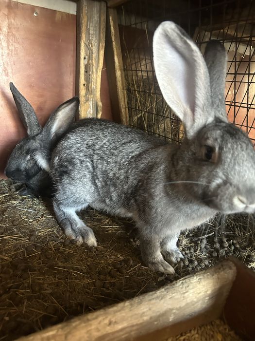 Продам кроликов 4 месячные