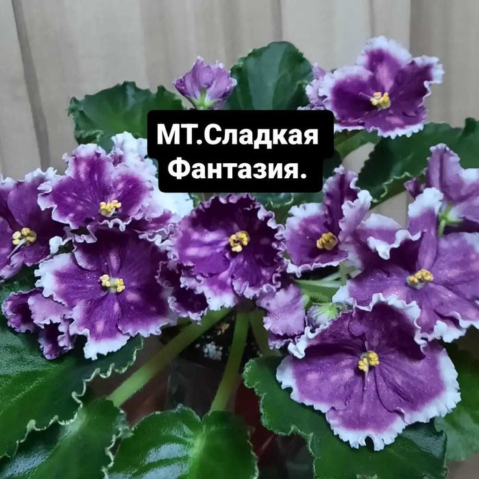 Фиалки сортовые  детки