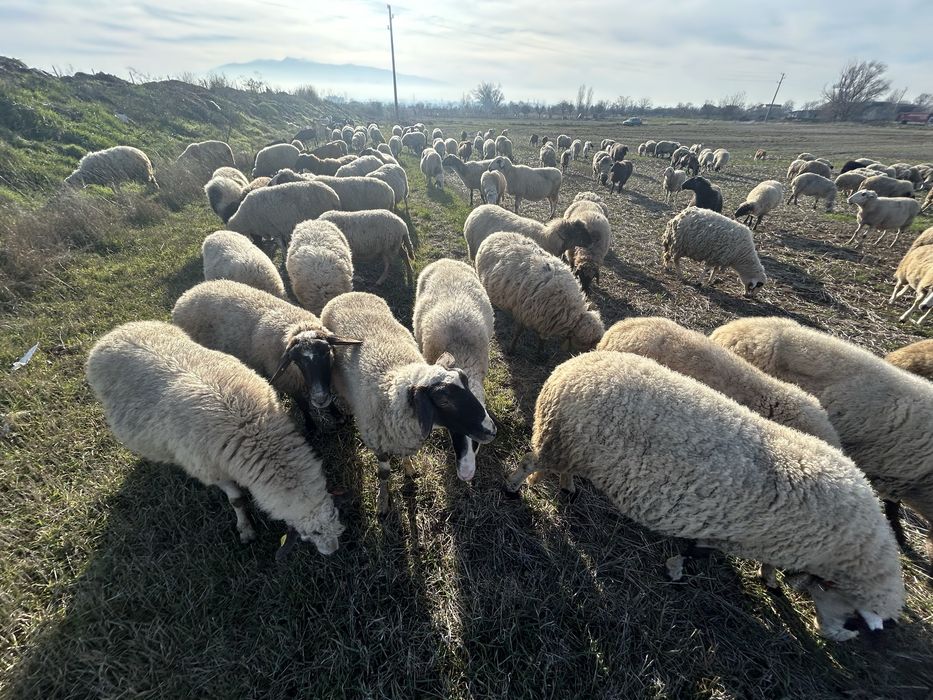 Продавам овце, агнета и шилета