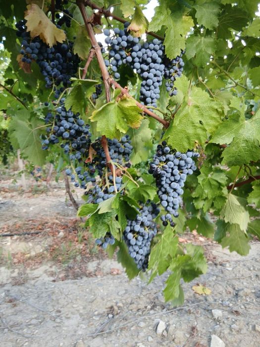 Продавам грозде Каберне Совиньон и Червен мискет