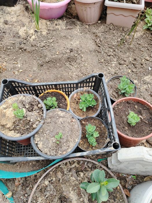 Продам растения для сада