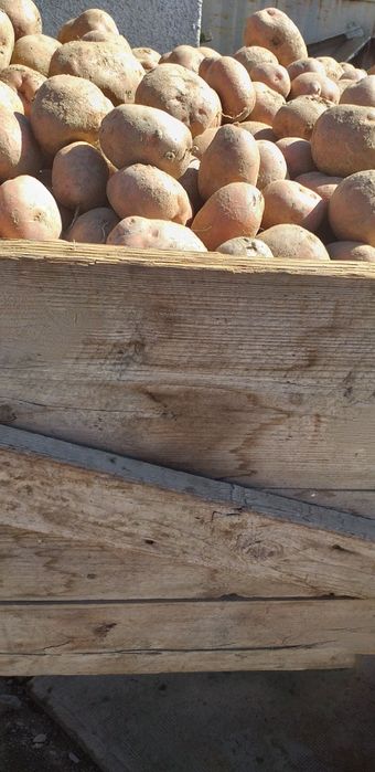 Vand cartofii de consum roșii soiul bella roza