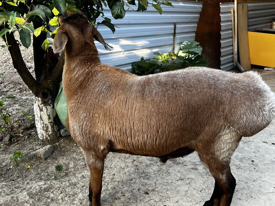 Курбоноик учун куелар