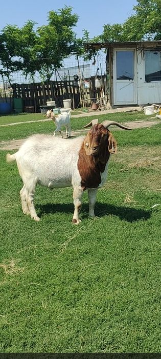 Vând țap Boer original