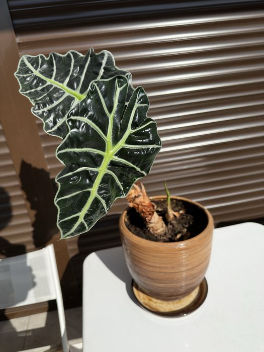 Monstera Adansonii (Монстера Адансонии) и Alocasia Amazonica Polly (Алоказия Поли)