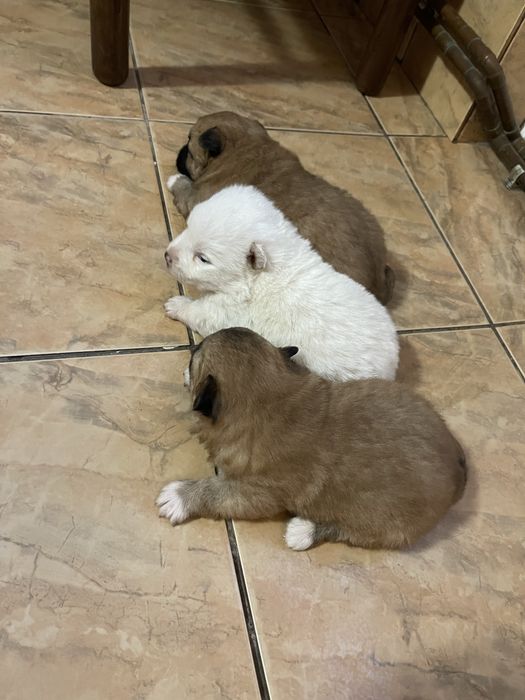 Catelusi metis bichon cu pechinez