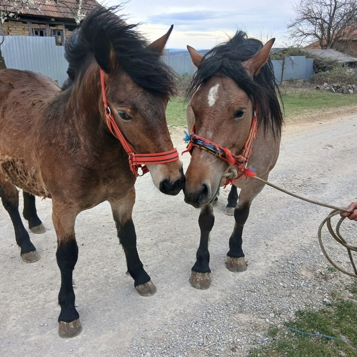 Vând iapa și mânză