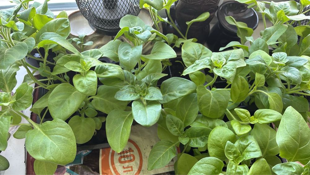 Продам петуньи домашние
