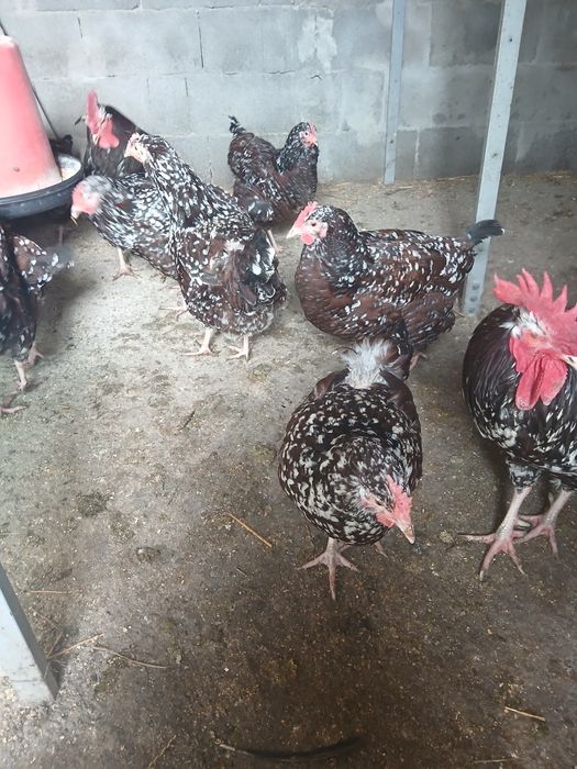 Vind ouă de incubație  sussex porțelan