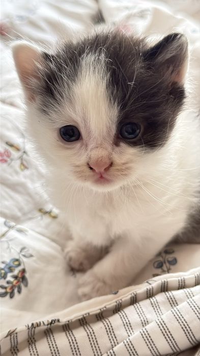 Отдам Котят в добрые руки!