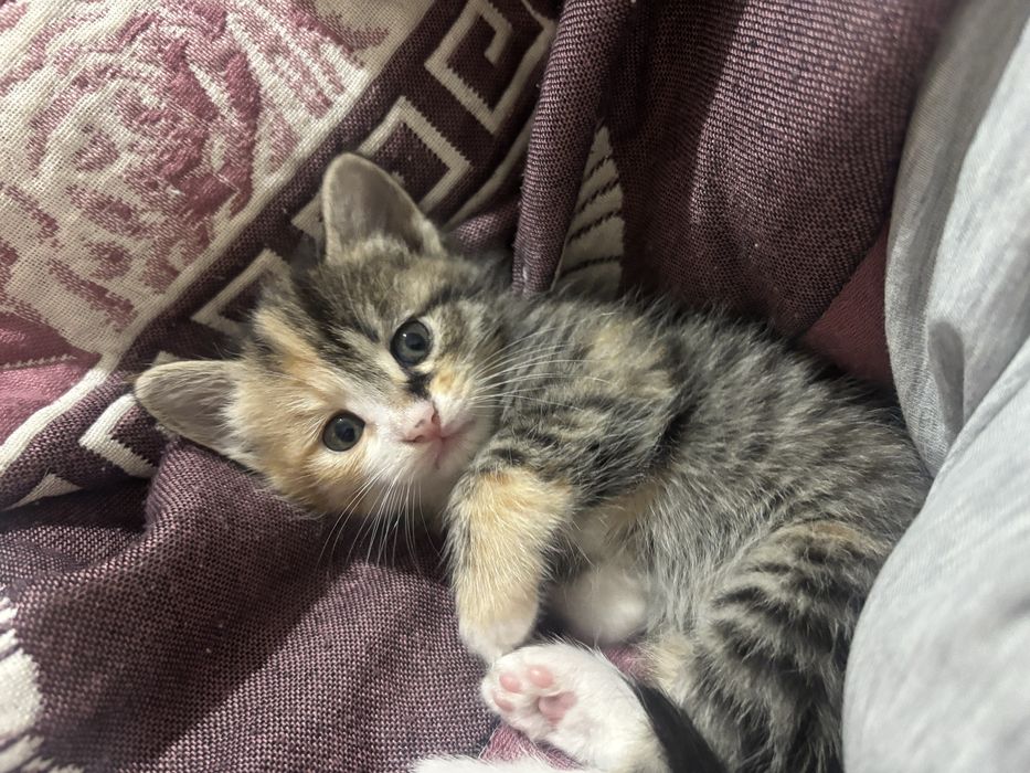 Котенок 1,5месяцев
