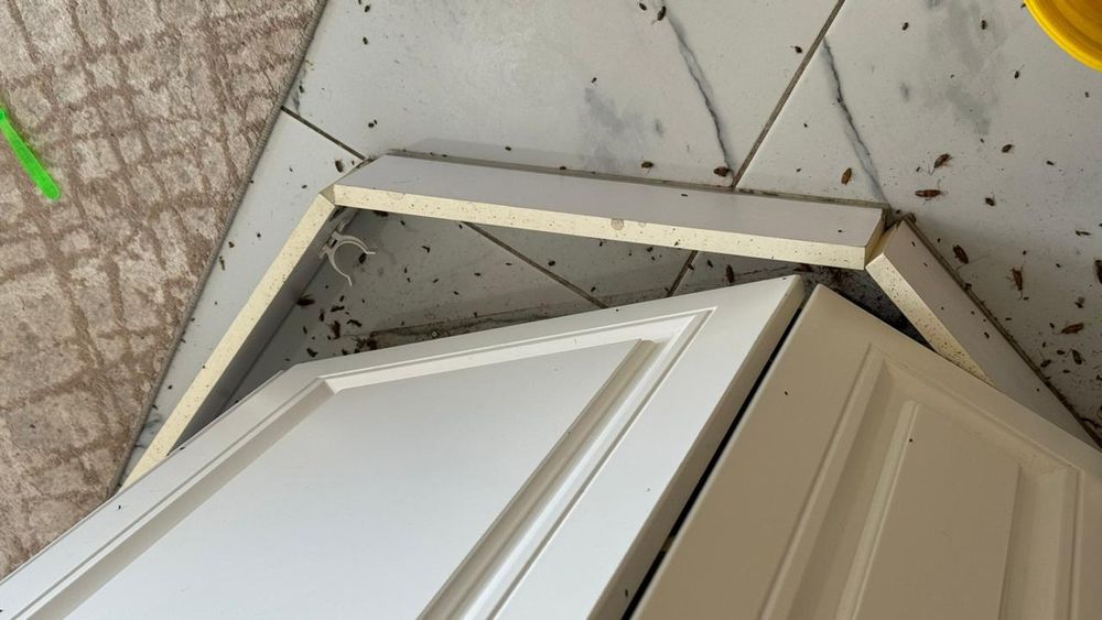 Обработка общежитии от насекомых