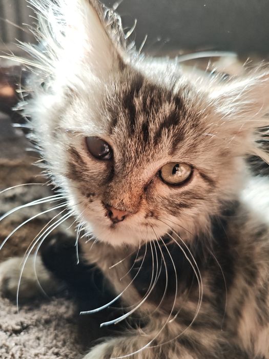 Отдам в добрые руки котенка