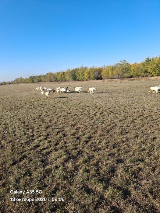 Козы молочной породы