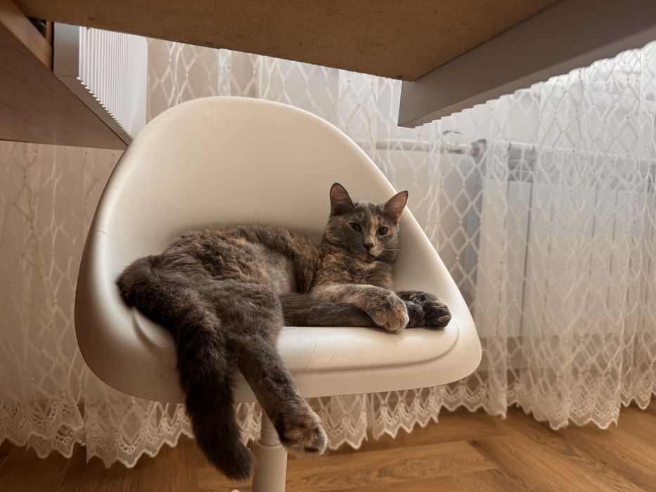 Кошечка, котенок