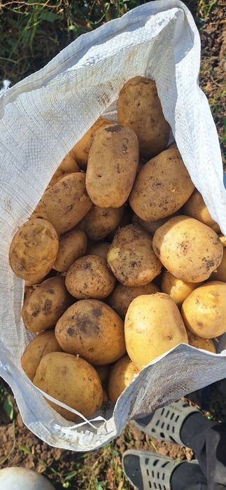 Продаю картофель