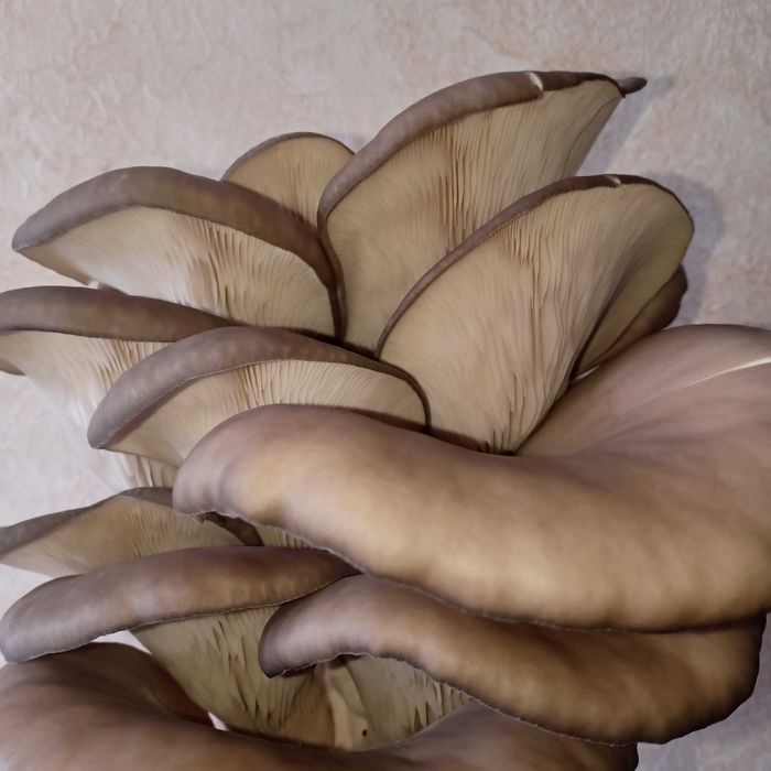 Грибы Вешенка свежие