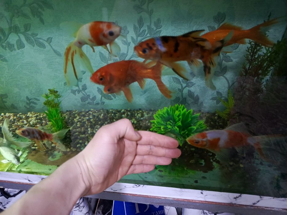 Рыбки коя и космок