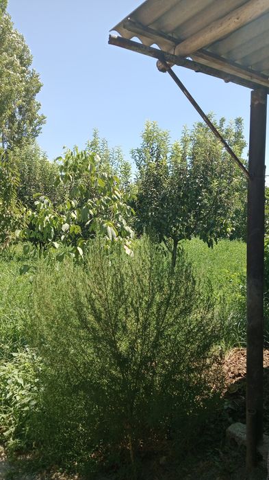 Тошкент вилояти қибрай тумани