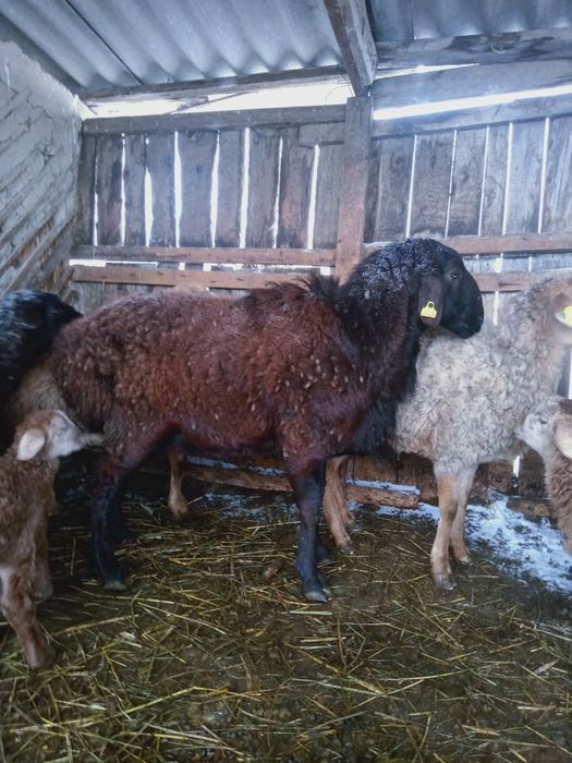 Кошкар продам .кошкар сатылады