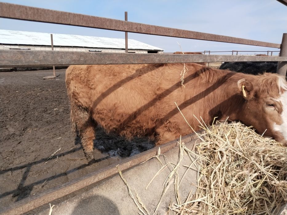 Коровы молодые с телятами