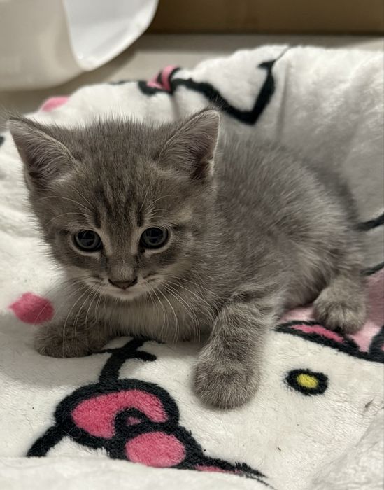 Котята и мама кошка в семью