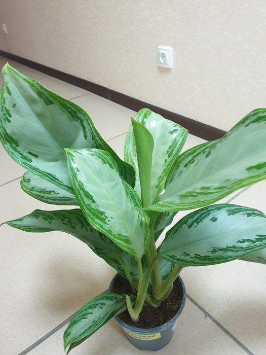 Продам комнатные цветы