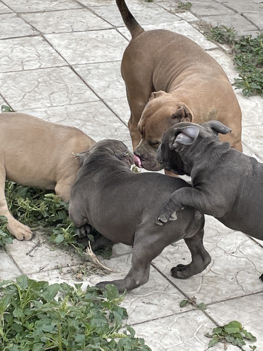 Продаю щенков американский булли