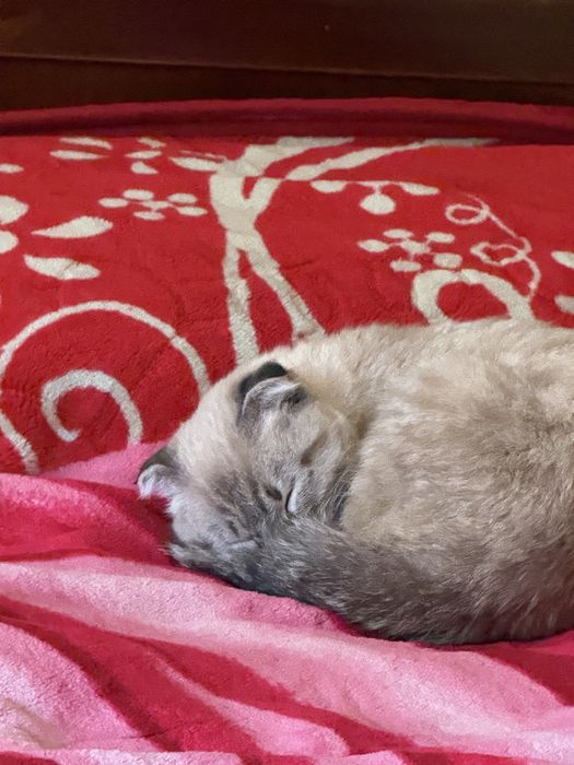 СРОЧНО:Skotish fold mushuk- золотистый таби/golden tabby-чистокровный