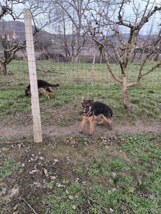 Pui de ciobanesc german cu pedigre.